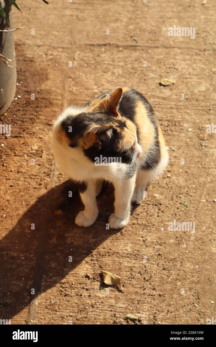 cats being playful and curious Stock Photo