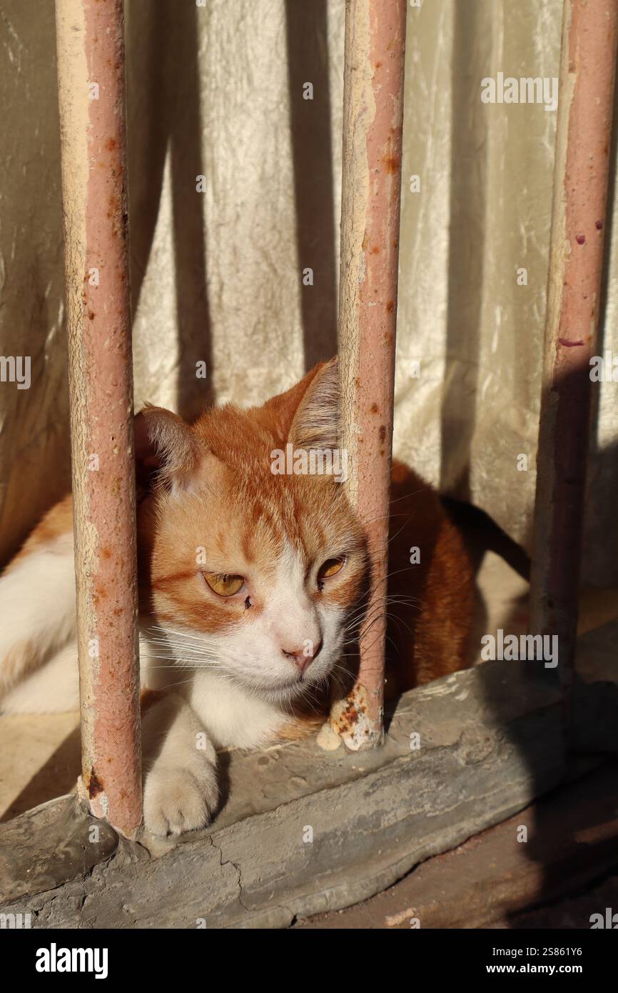 cats being playful and curious Stock Photo