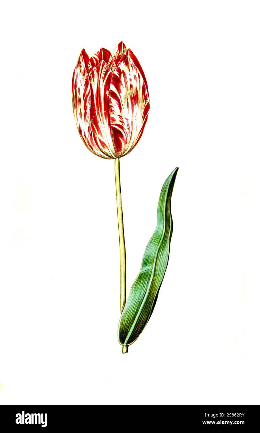 Garten-Tulpe, Gartentulpe, Variation der Tulpe, Tulipa gesneriana ... Garten-Tulpe, Gartentulpe, Variation der Tulpe, Tulipa gesneriana ...