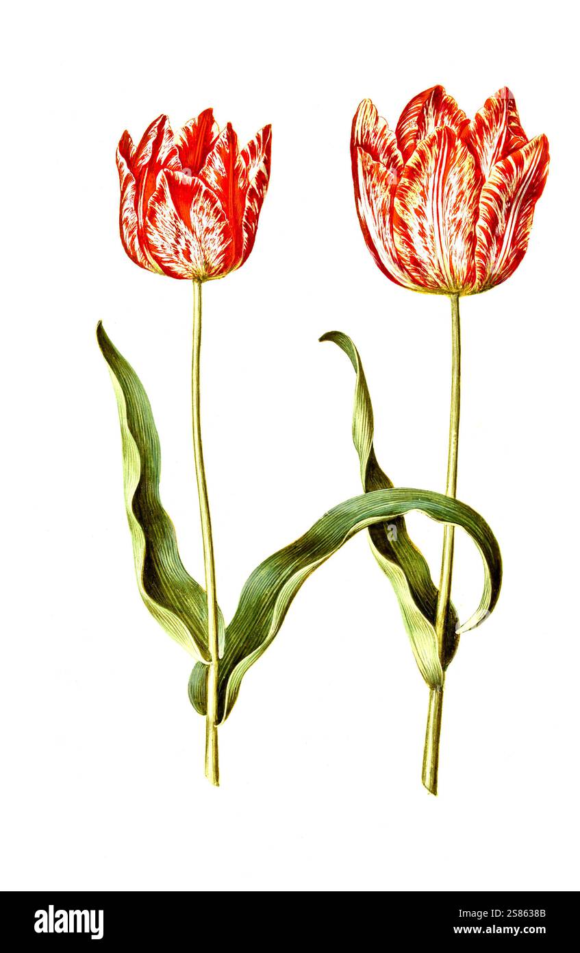 Garten-Tulpe, Gartentulpe, Variation der Tulpe, Tulipa gesneriana ... Garten-Tulpe, Gartentulpe, Variation der Tulpe, Tulipa gesneriana ...