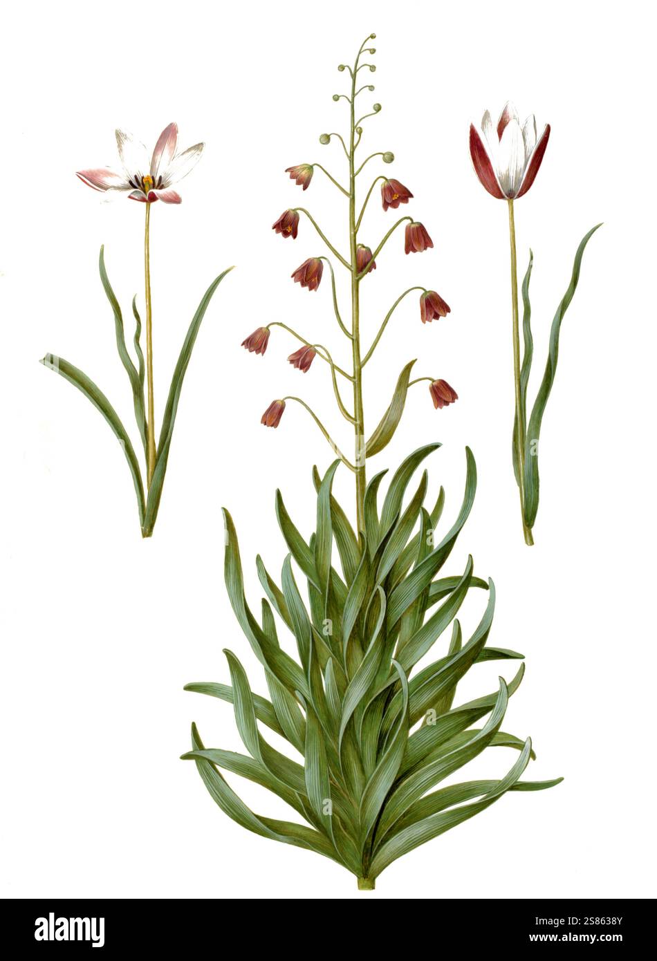 Damen-Tulpe, Damentulpe, Variation der Tulpe Tulipa clusiana, Persische Fritillarie Fritillaria persica, Historisch, digital restaurierte Reproduktion von einer Vorlage aus dem 19. Jahrhundert Stock Photo