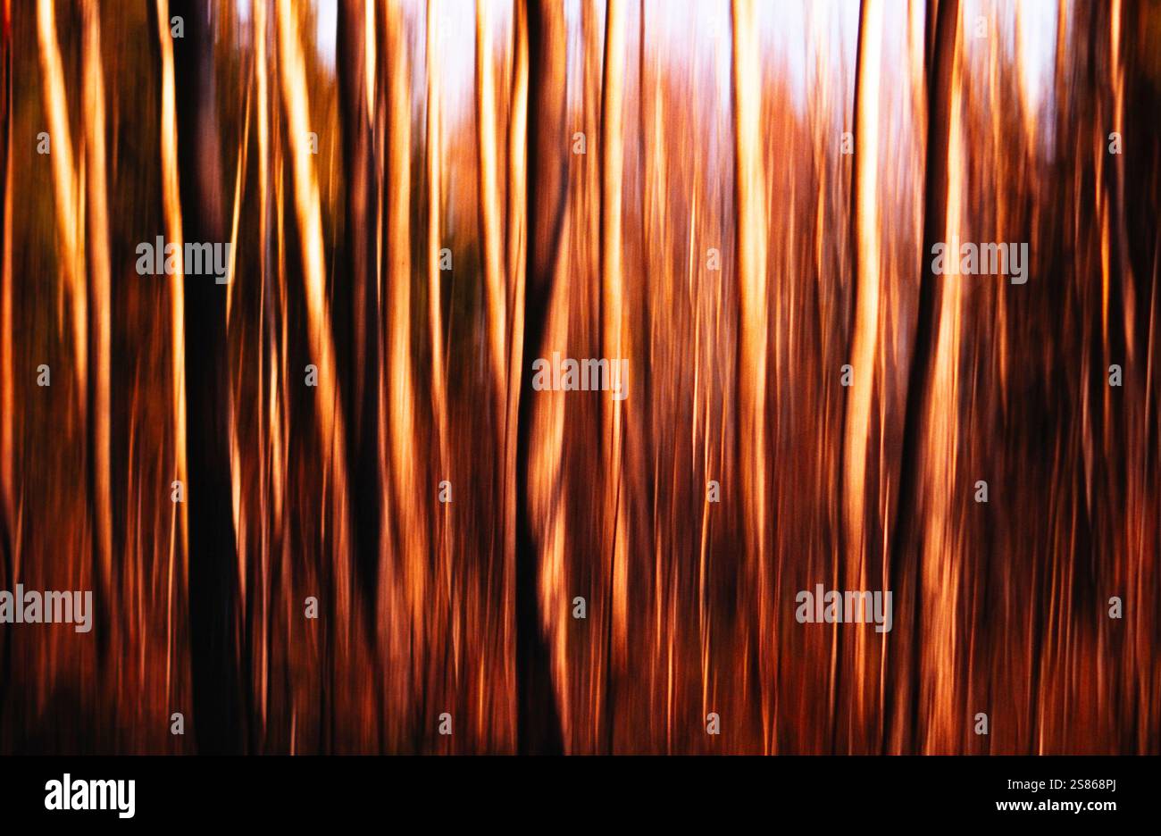 Blurry tree stems Stock Photo