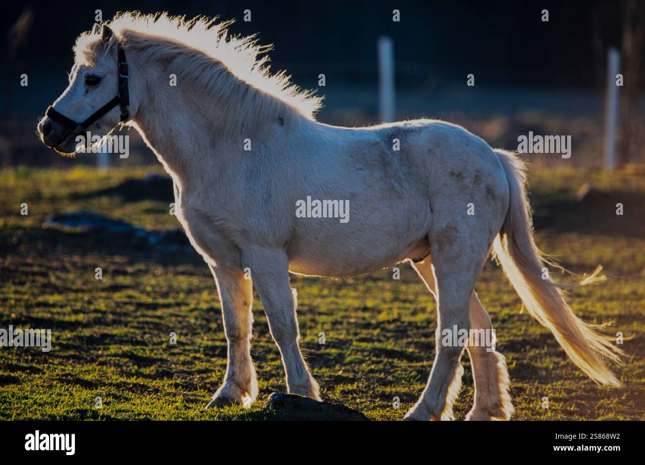 Icelandic horse Stock Photo