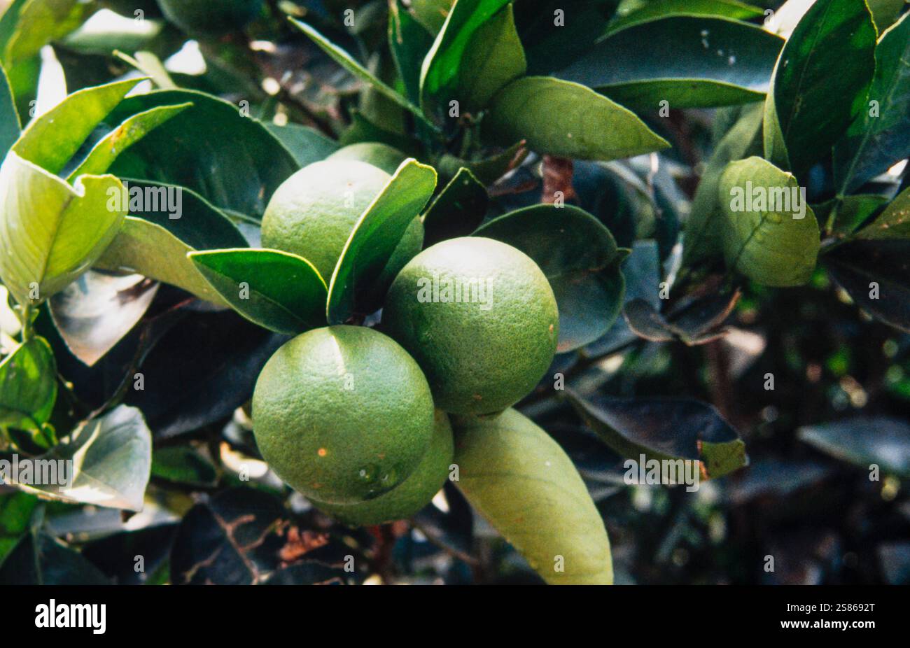 Citrus fruits hi-res stock photography and images - Alamy