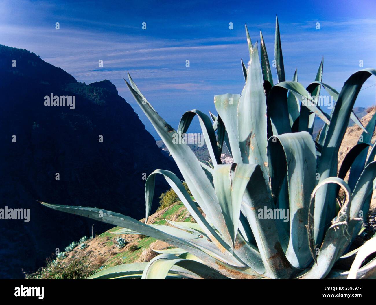 Agave Stock Photo