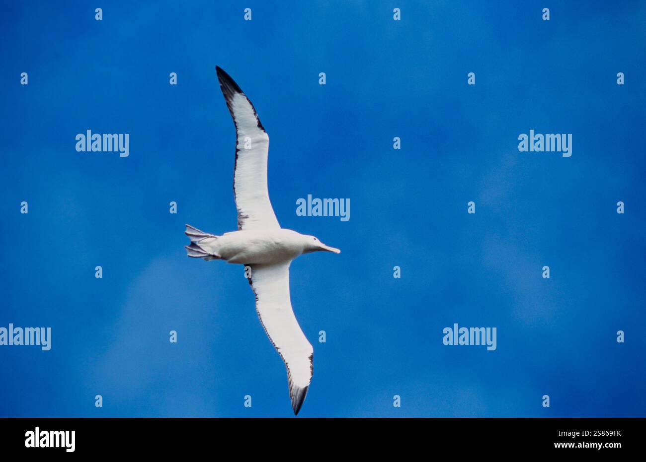 Albatross wings hi-res stock photography and images - Alamy