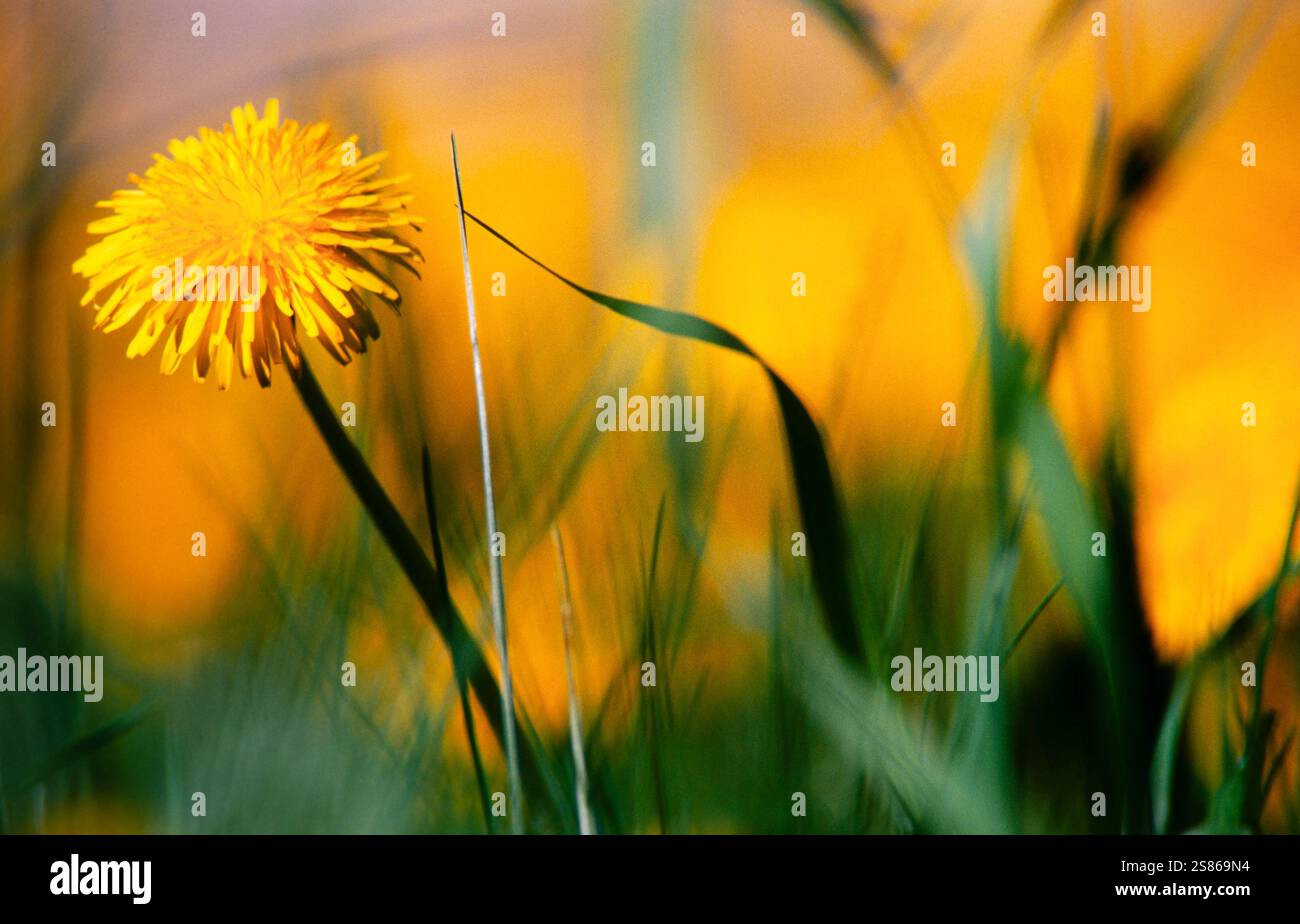 Dandelion Stock Photo
