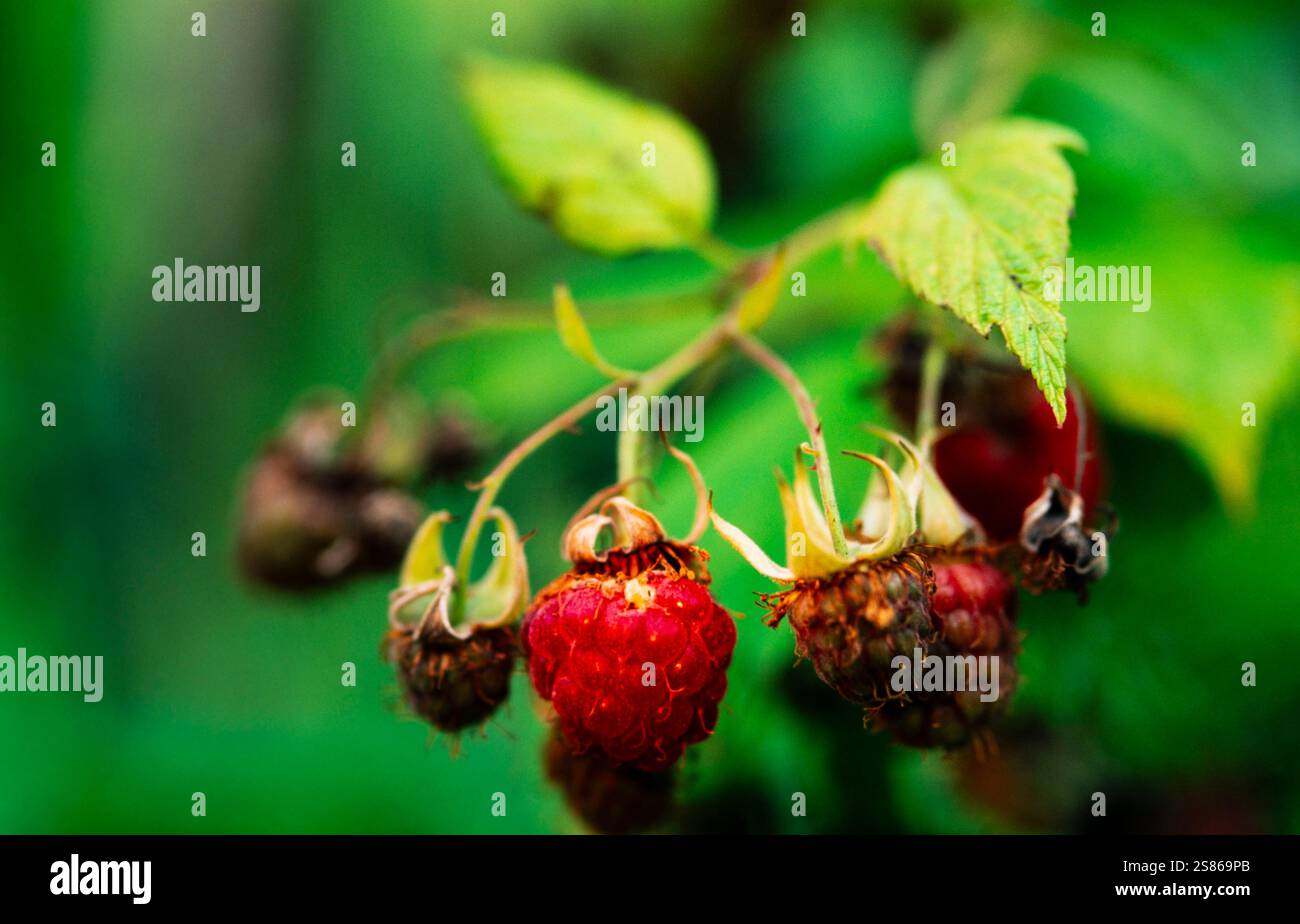 Wild raspberry Stock Photo