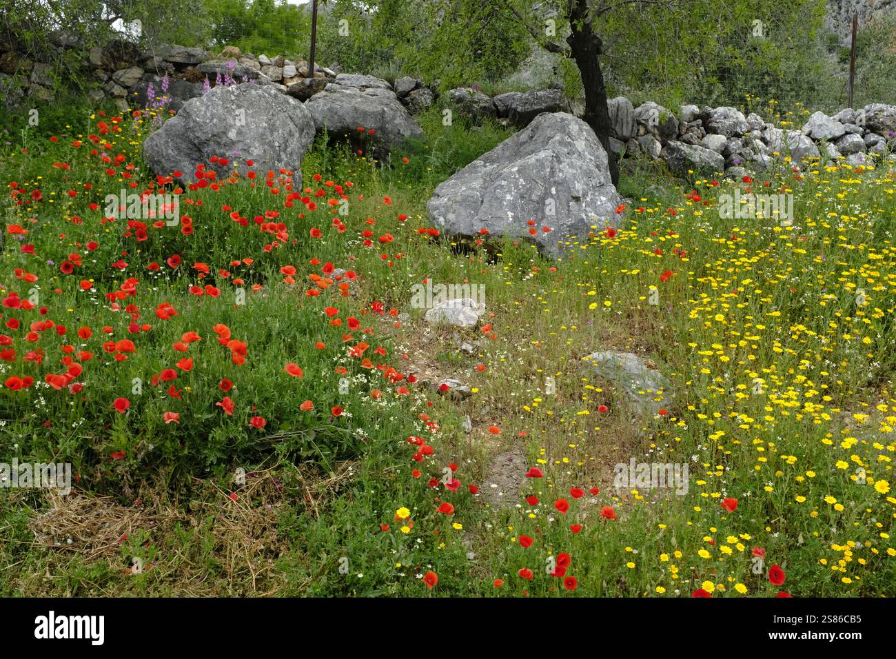 Colourful wild flowers on stony ground in the spring, Serrania de Ronda ...