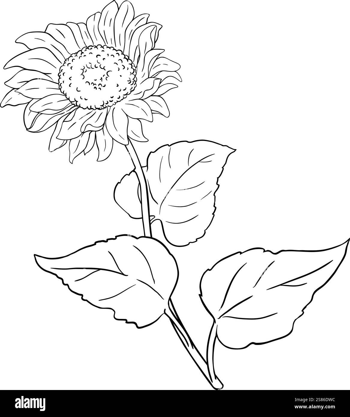 sunflower isolated vector outline illustration Stock Vector Image & Art ...