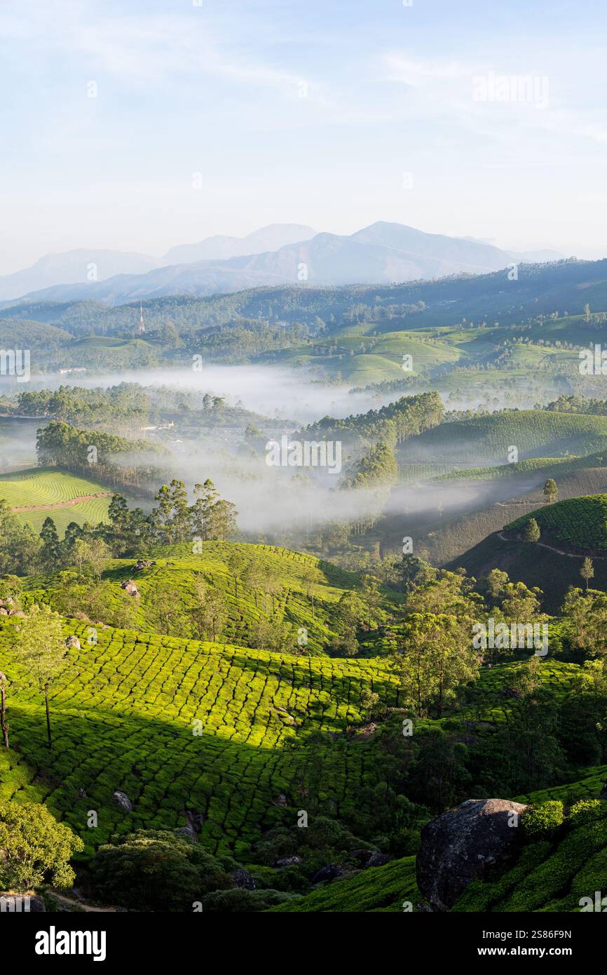 Tea Fields Munnar India Hi res Stock Photography And Images Alamy tea-fields-munnar-india-hi-res-stock-photography-and-images-alamy