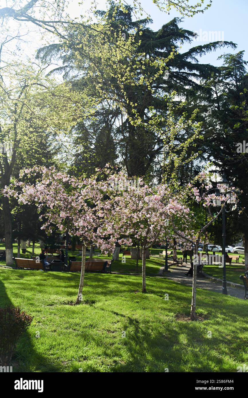 Flowering trees of sakura in a park in Tbilisi, Georgia Stock Photo - Alamy