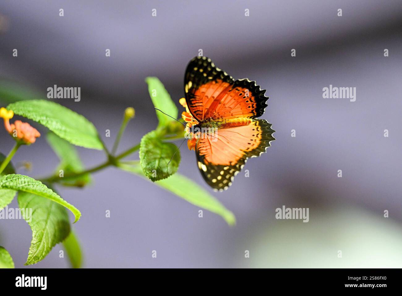 Botanischer Garten Linz, Schmetterlinge 21.01.2025, Botanischer Garten ...
