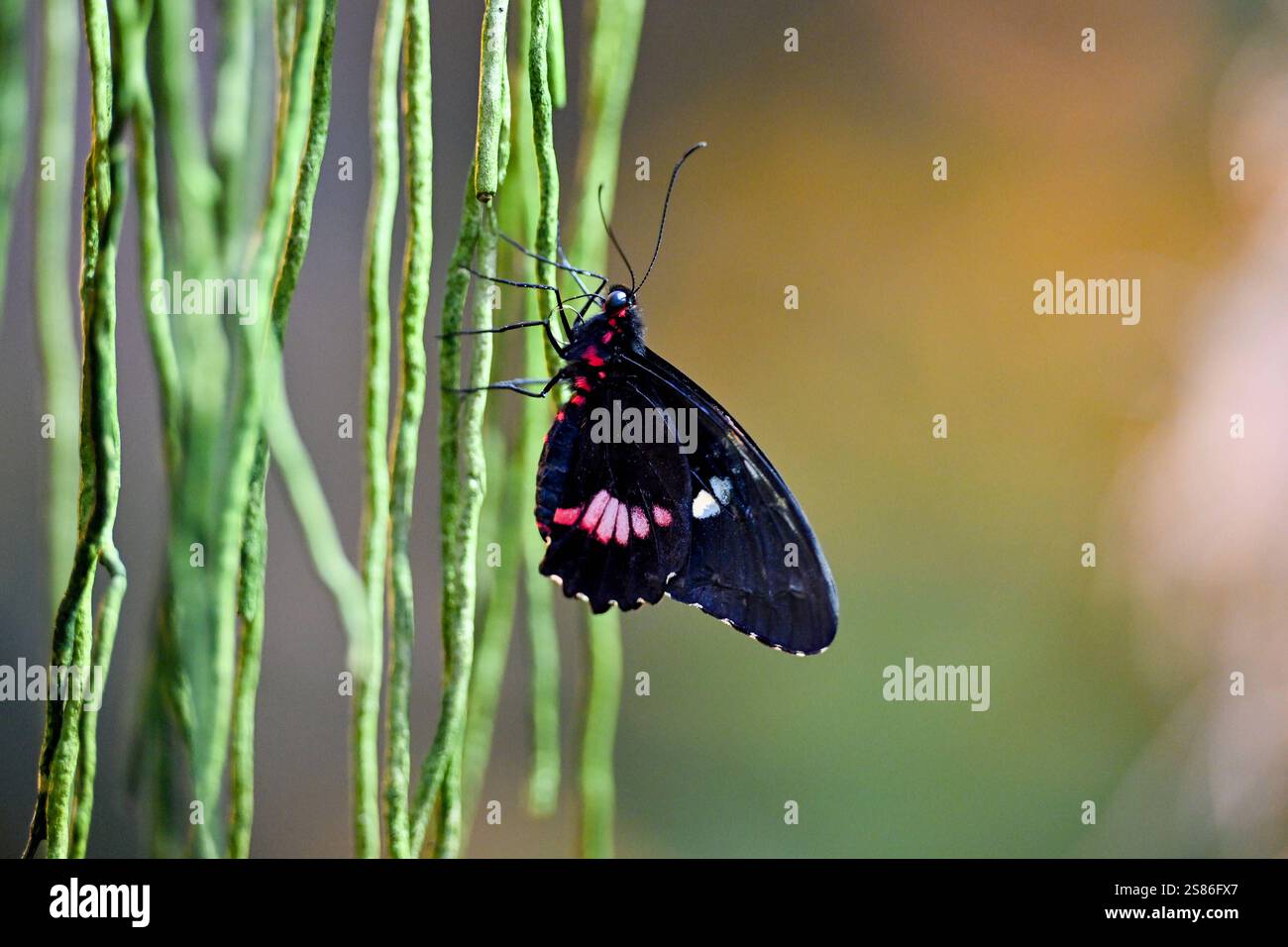 Botanischer Garten Linz, Schmetterlinge 21.01.2025, Botanischer Garten ...