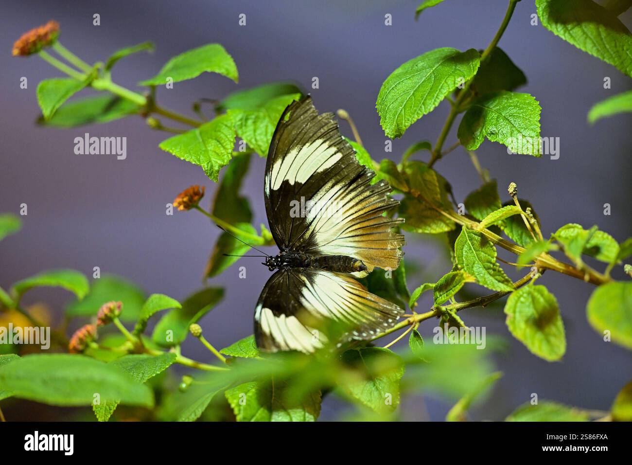 Botanischer Garten Linz, Schmetterlinge 21.01.2025, Botanischer Garten ...