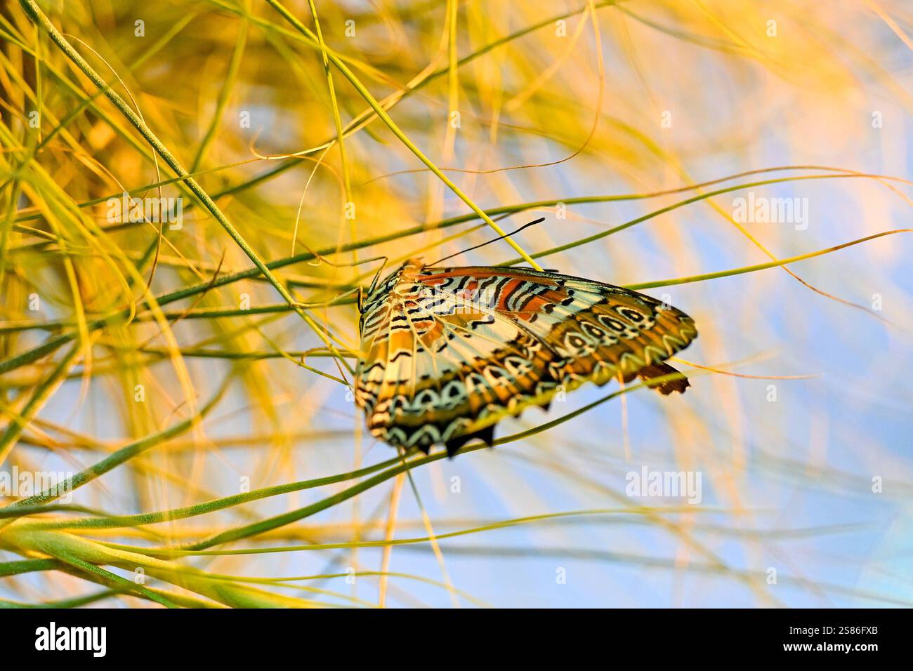 Botanischer Garten Linz, Schmetterlinge 21.01.2025, Botanischer Garten ...