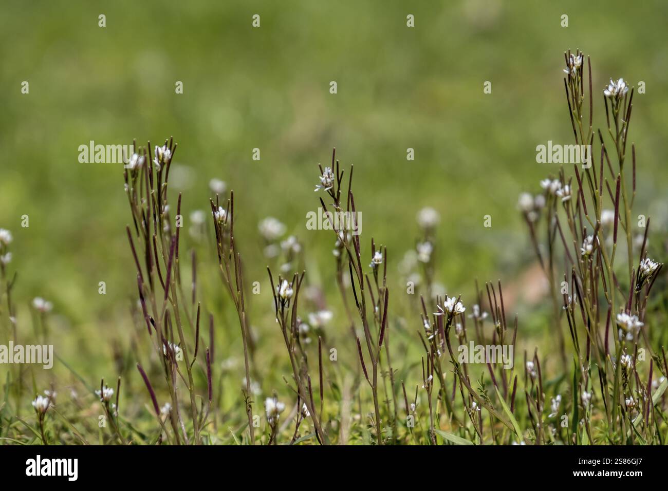 Cardamine hirsuta (Cardamine hirsuta), Muensterland, North Rhine ...