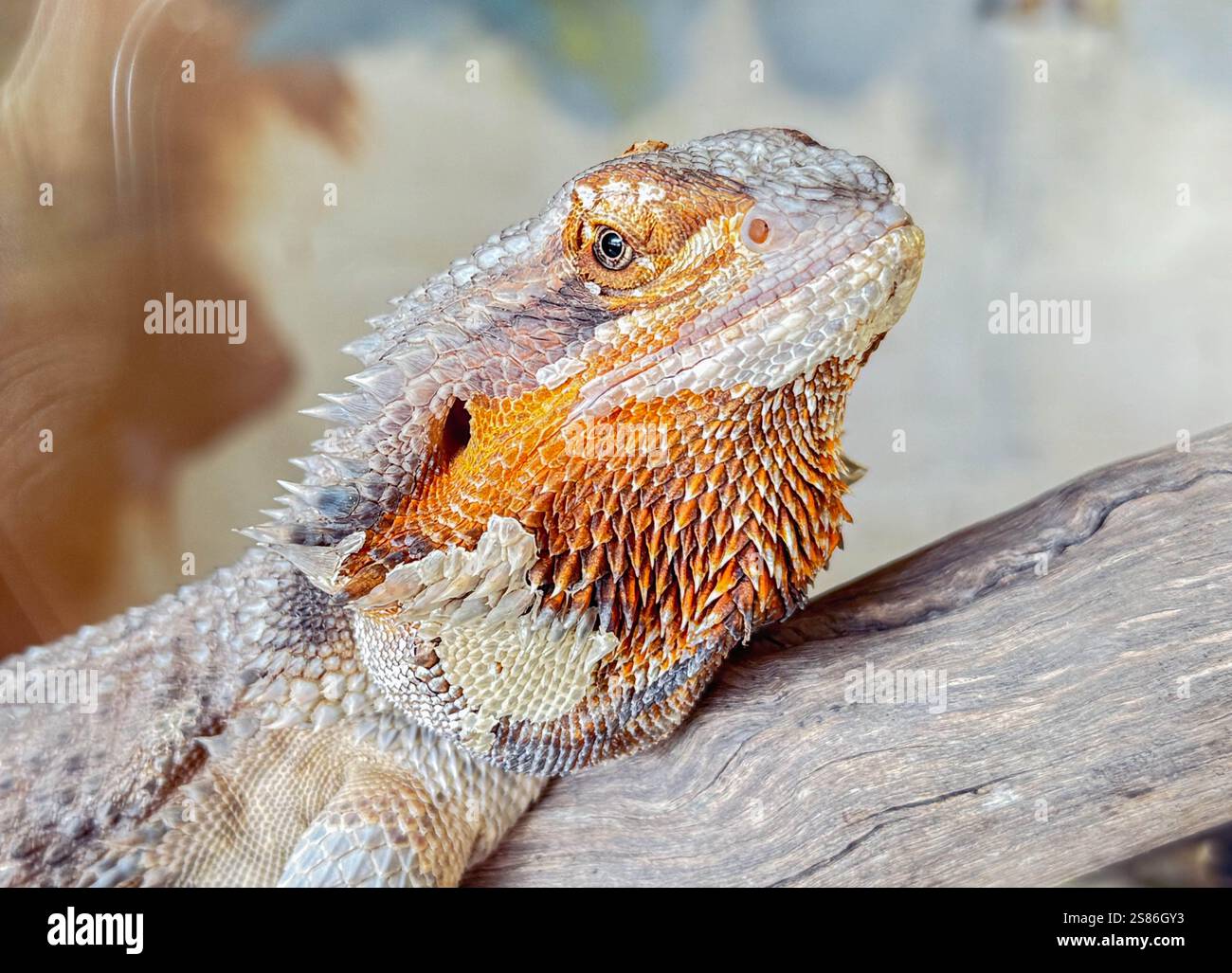 Close-Up of a Bearded Dragon Lizard: Intricate Scales and Mesmerizing Eyes - Smartphone Captured Stock Image