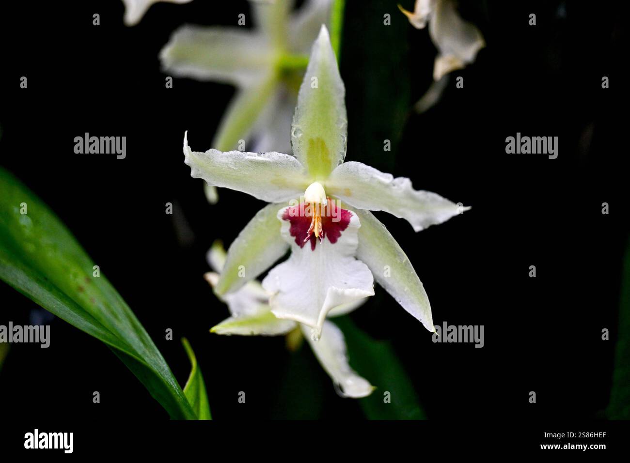 Botanischer Garten Linz, Orchideen 21.01.2025, Botanischer Garten Linz ...