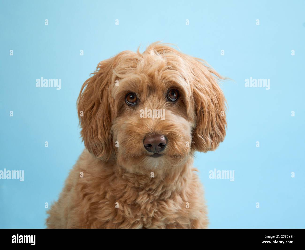 A Labradoodle sits calmly and looks into the camera with a gentle expression against a blue background. Stock Photo
