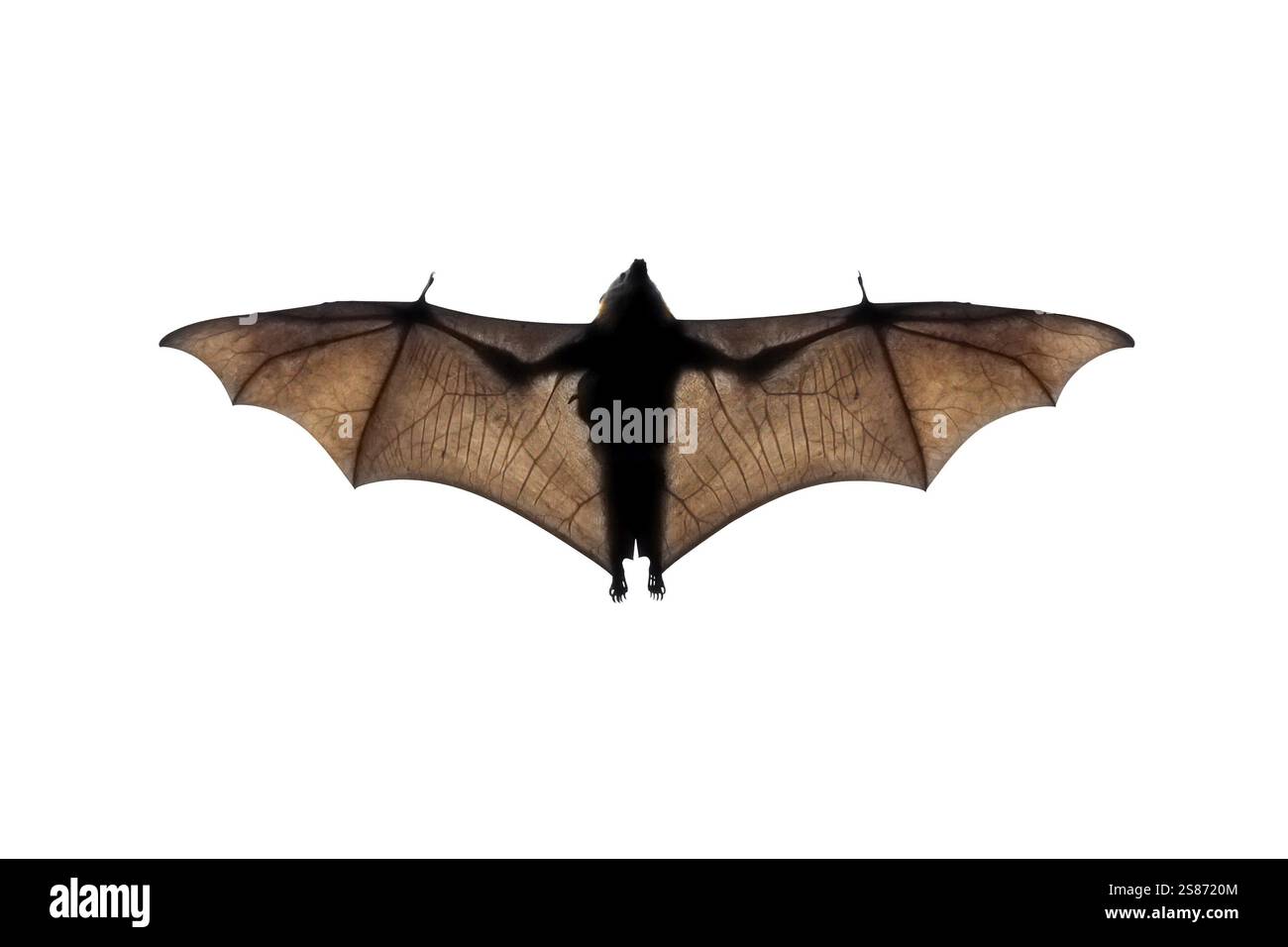 A photography of a flying bat in nature Stock Photo