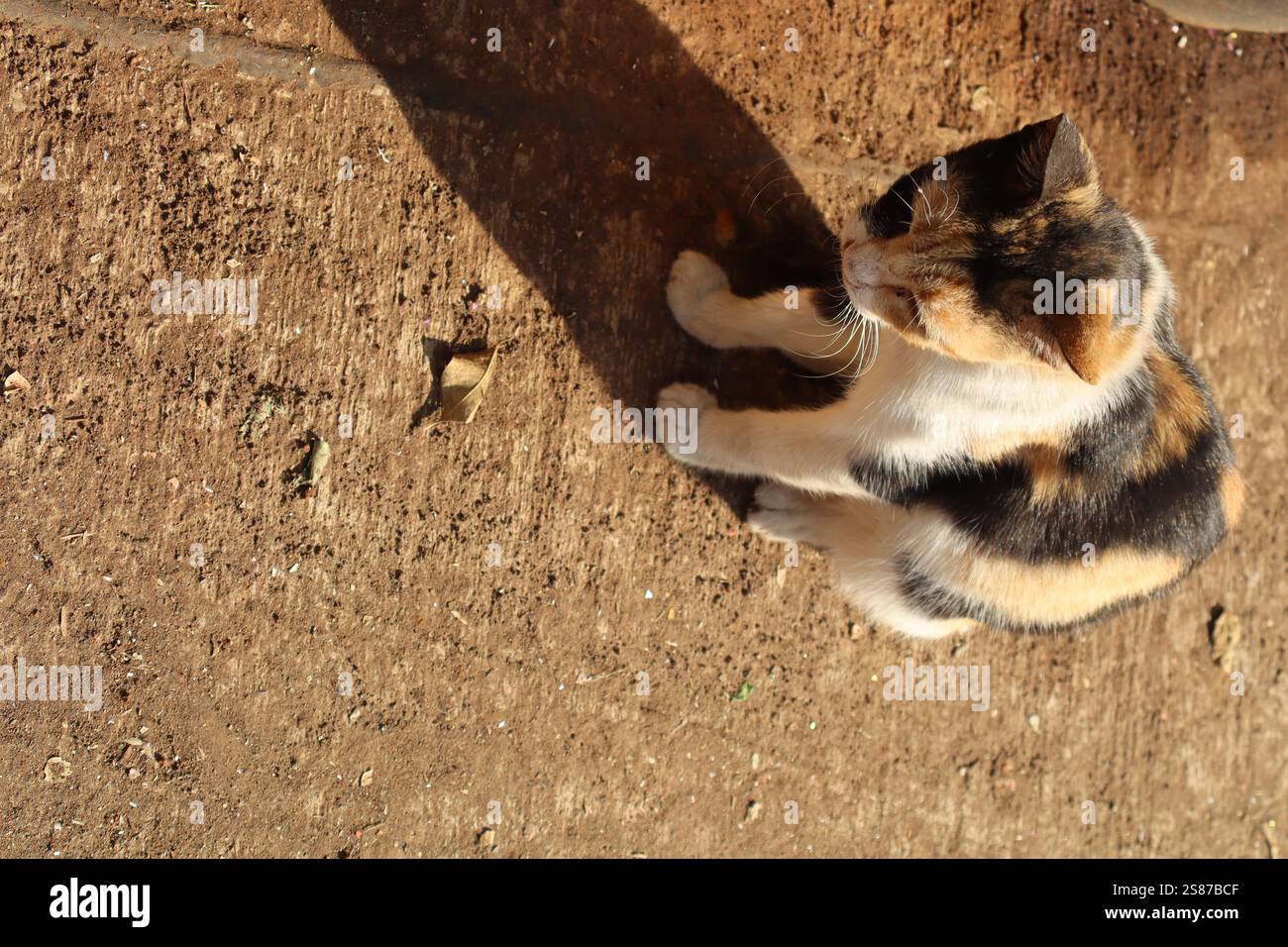 cats being playful and curious Stock Photo