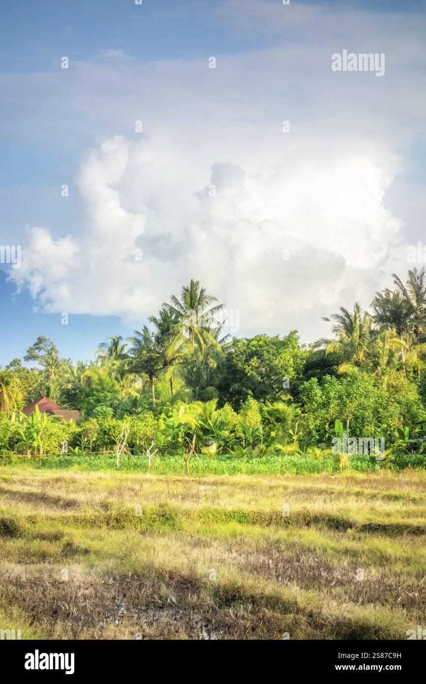 Lush vegetation in indonesia hi-res stock photography and images - Alamy