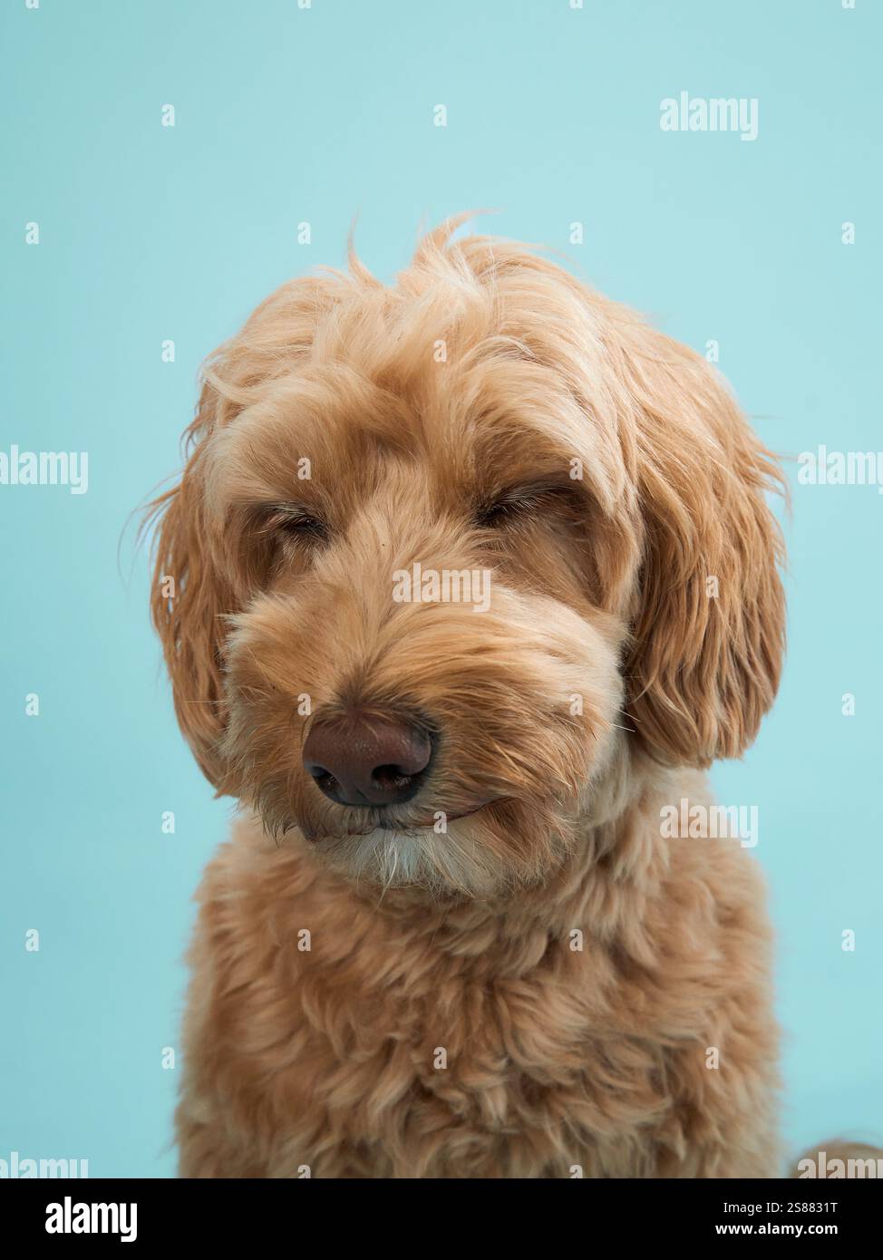 A Labradoodle with curly fur looks forward with a neutral expression, set against a light blue background. Stock Photo