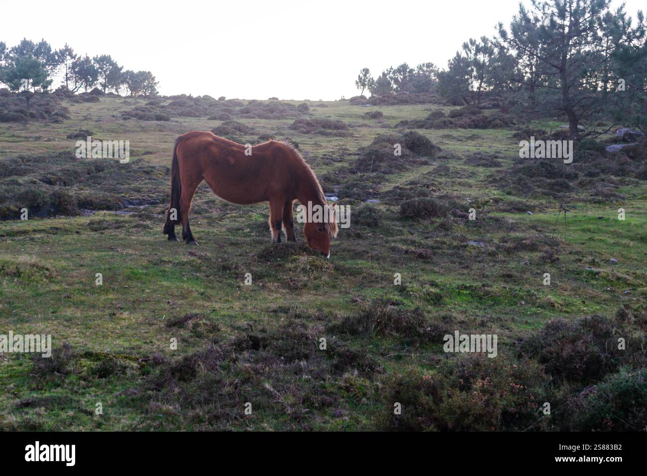 Brown horse grazing peacefully in a lush green field surrounded by ...