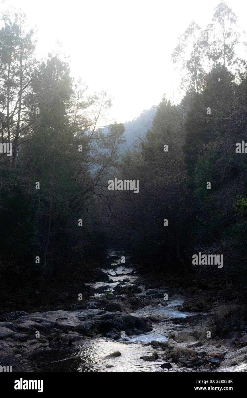 Serene forest stream surrounded by lush trees and rocky terrain in ...