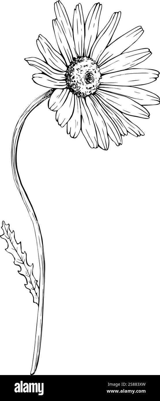 Daisy Flower Black And White Drawing Daisy Flower Drawing Hand Drawn
