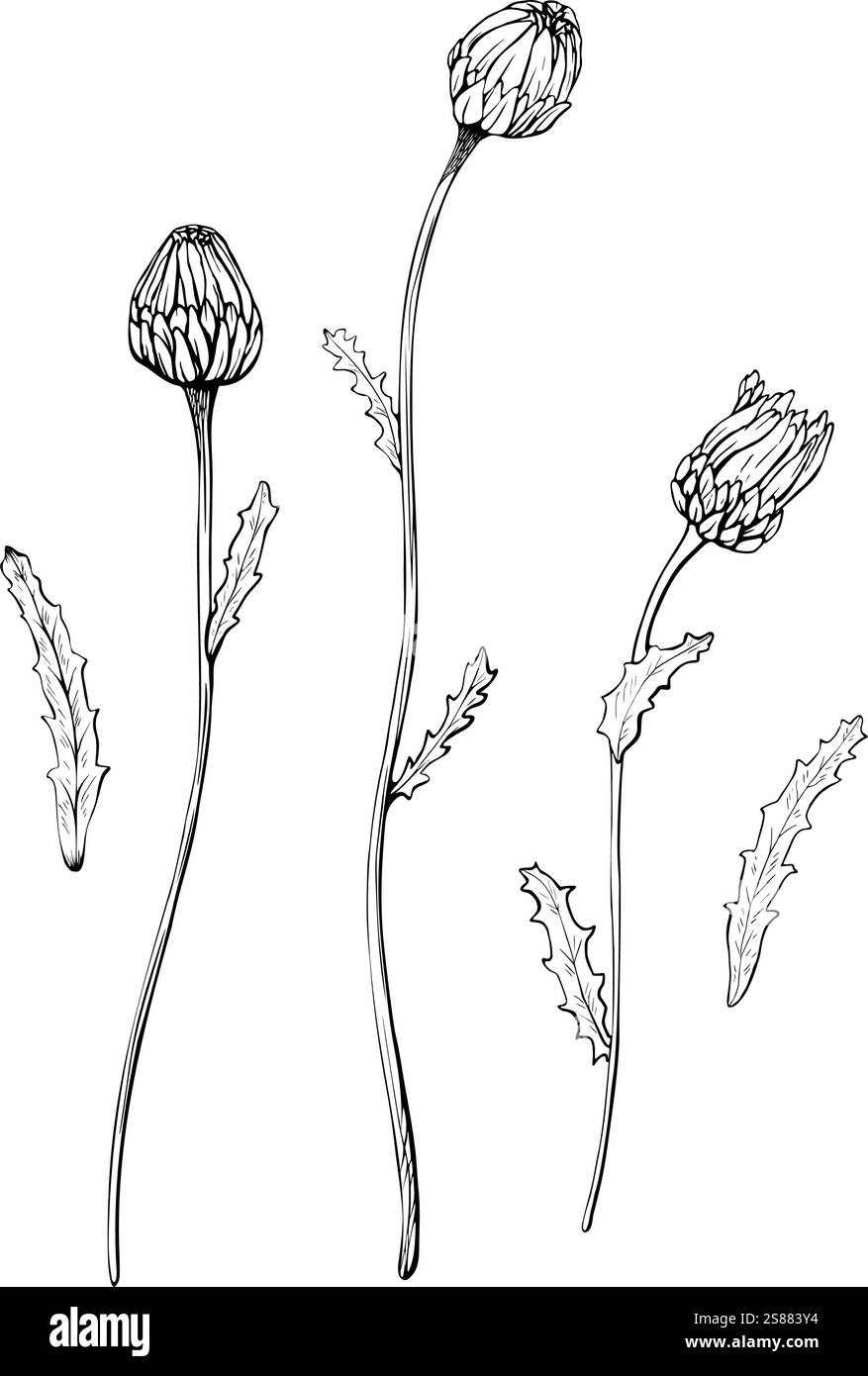 Plant with buds Black and White Stock Photos & Images - Alamy