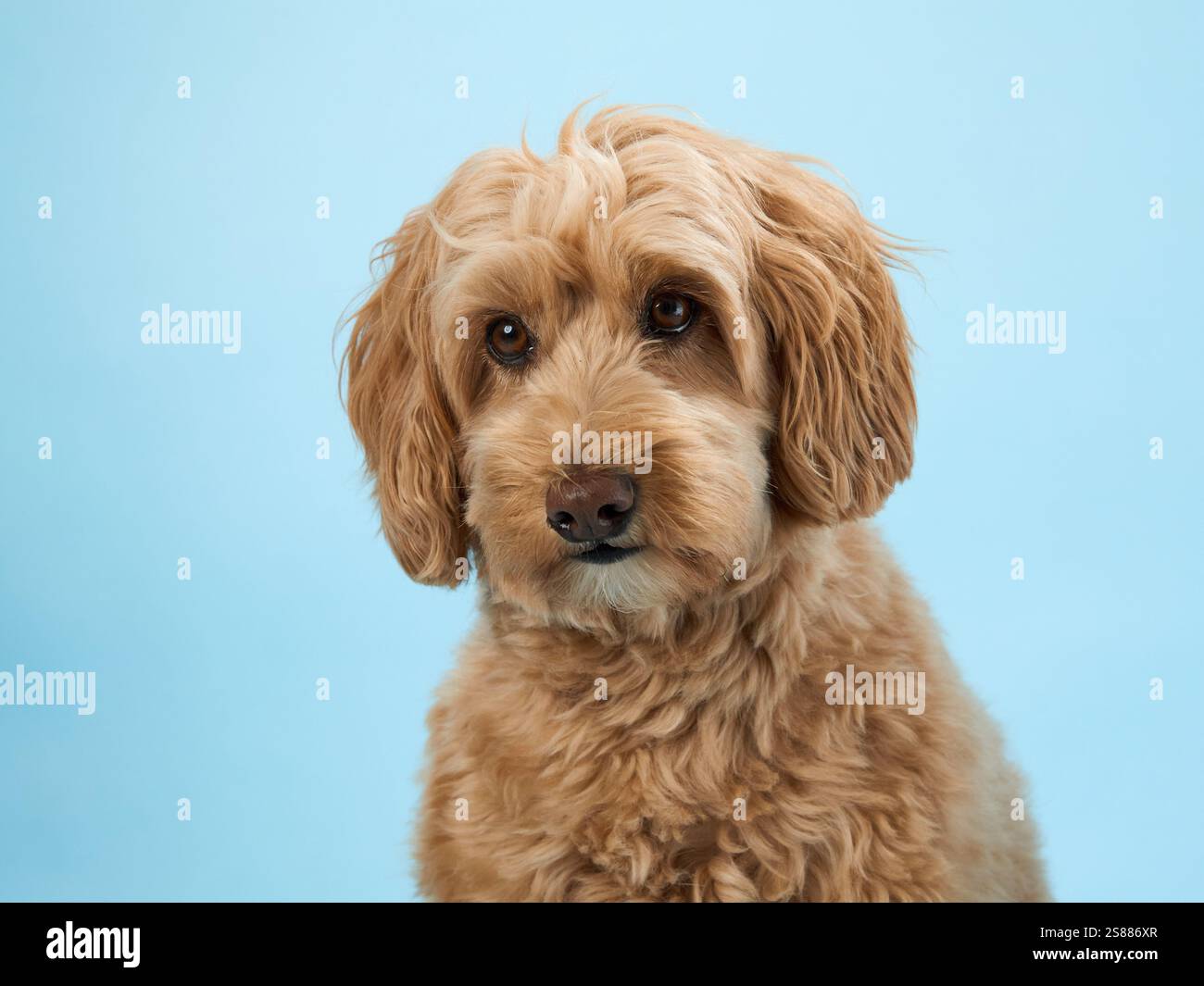 A Labradoodle with curly fur looks straight ahead, set against a light blue background. Stock Photo