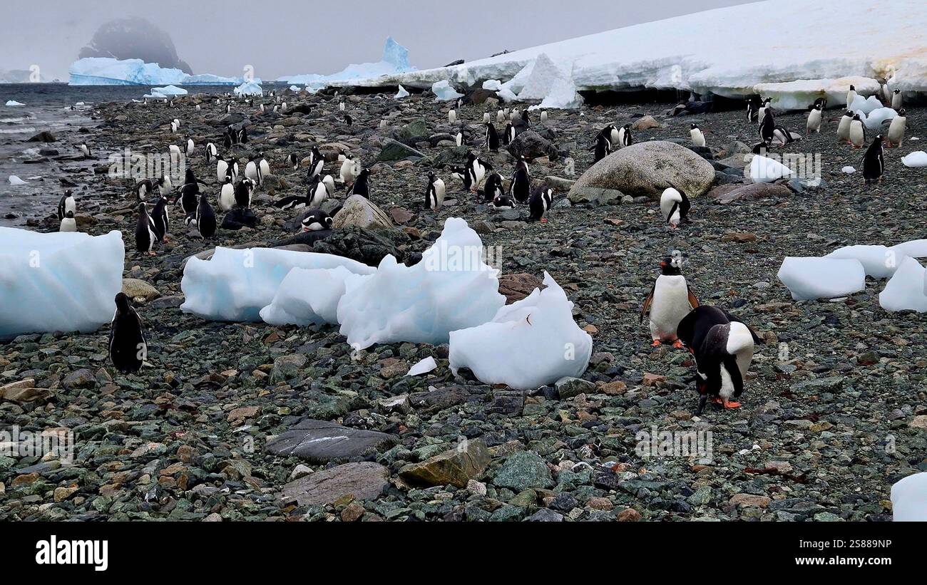 Gentoo Penguins in Antarctica - Smartphone Captured Stock Image