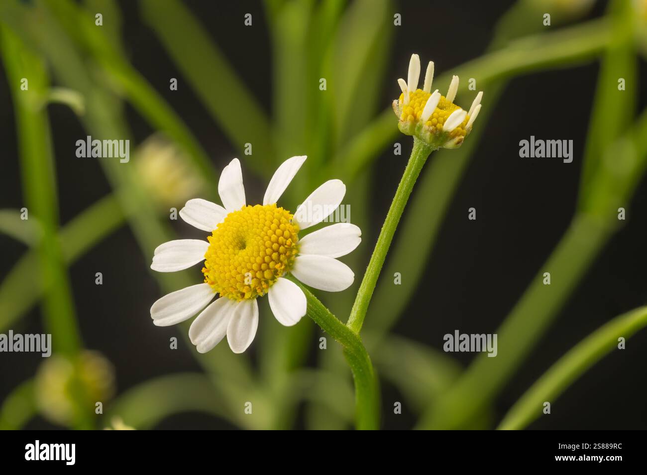 Close-up of Feverfew flowers against a black background. Stock Photo