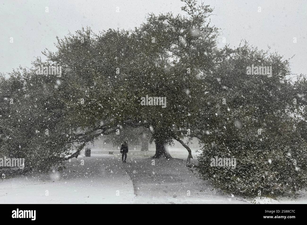 Snow covers the historic oak tree in New Orleans' City Park on Tuesday