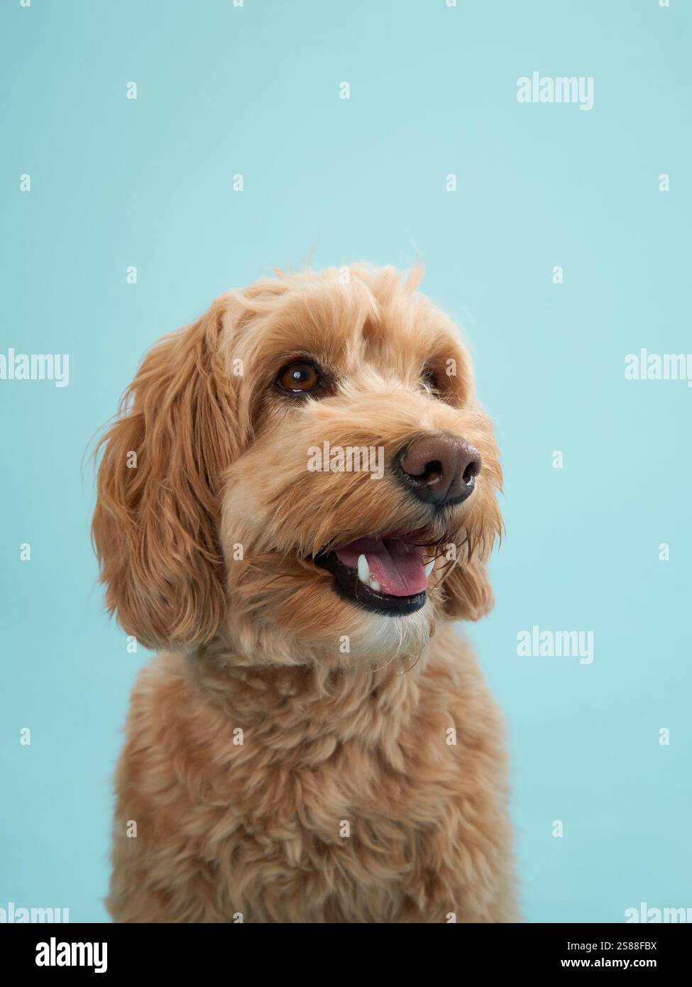 A Labradoodle with curly fur looks up, its head slightly tilted, against a light blue background. Stock Photo