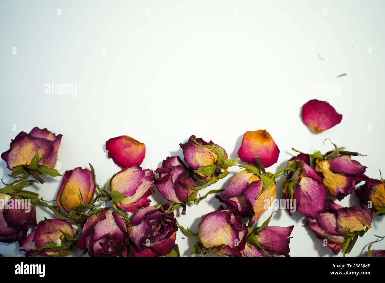 Colorful dried withered roses composition on white background. Stock Photo