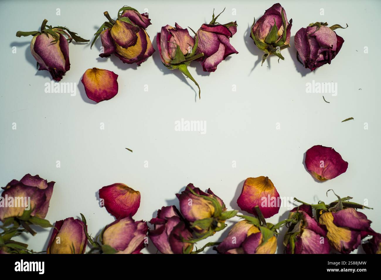 Colorful dried withered roses composition on white background Stock ...