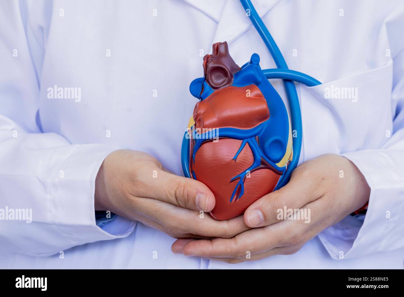 Close-up of a doctor holding an anatomical model of the human heart ...