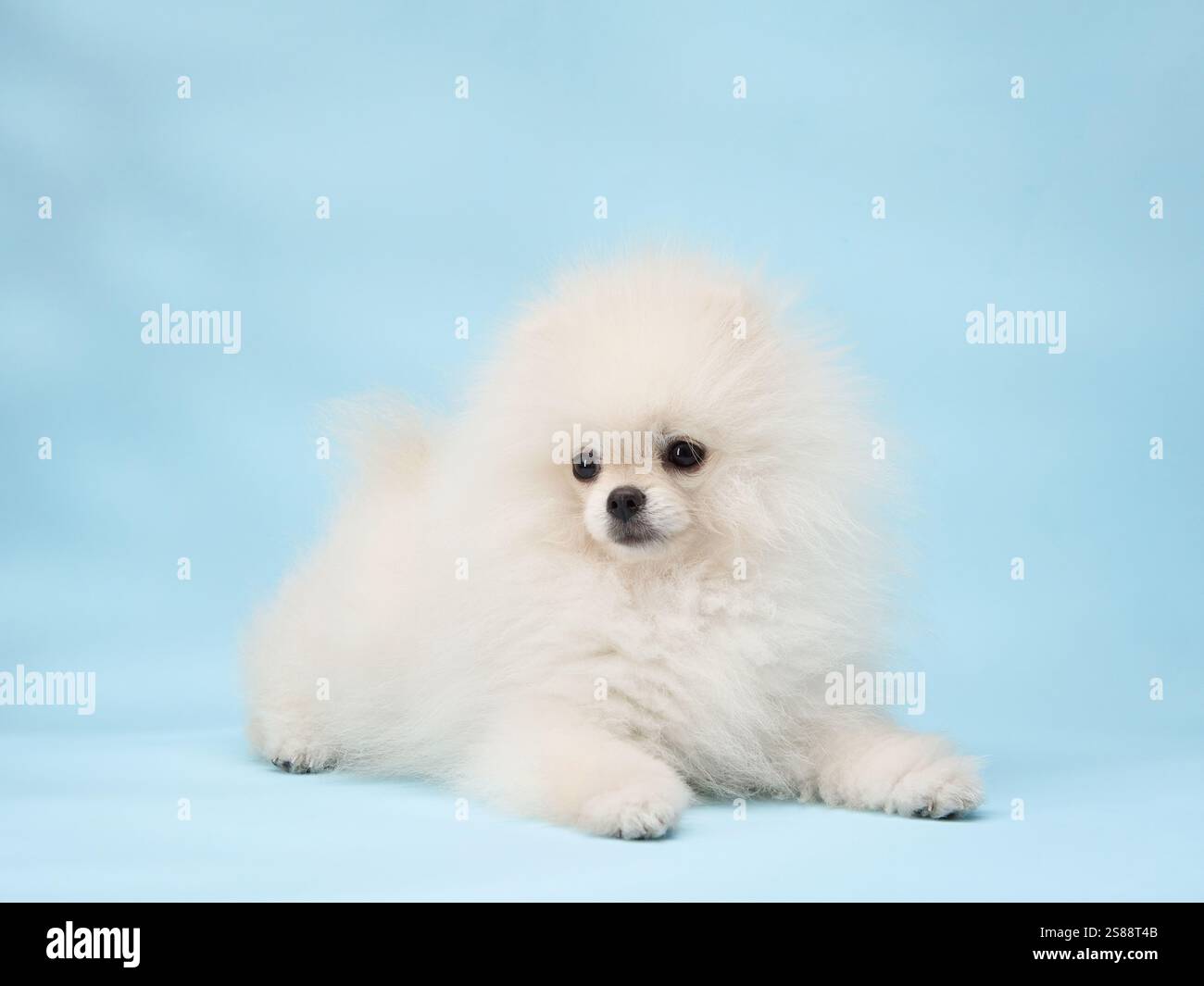 A small white Pomeranian puppy lies on a light blue background. The ...