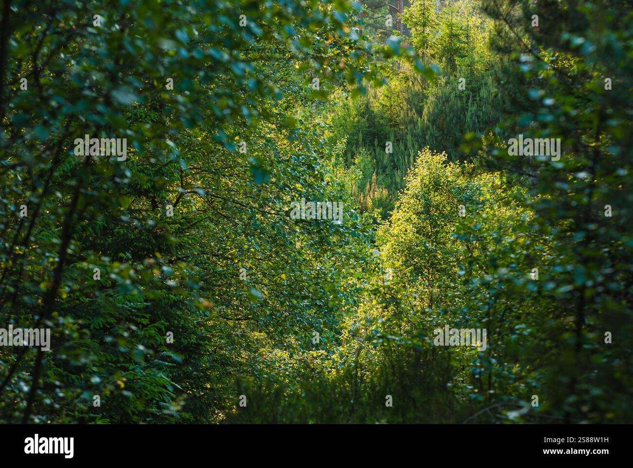Lush foliage fills hi-res stock photography and images - Alamy
