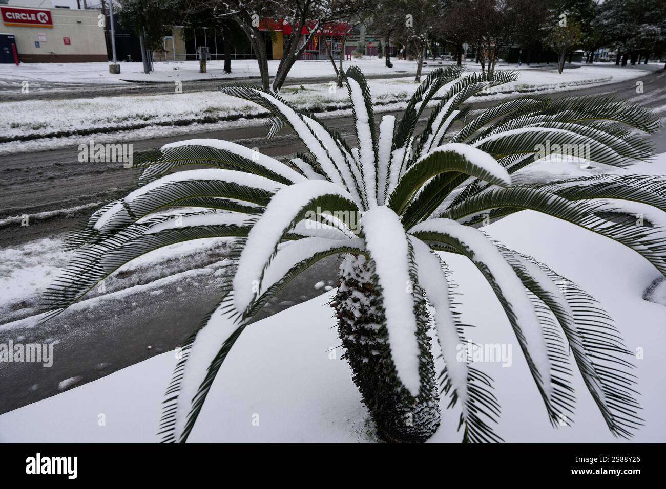 A plant is covered in snow on Montrose Boulevard during the snow storm