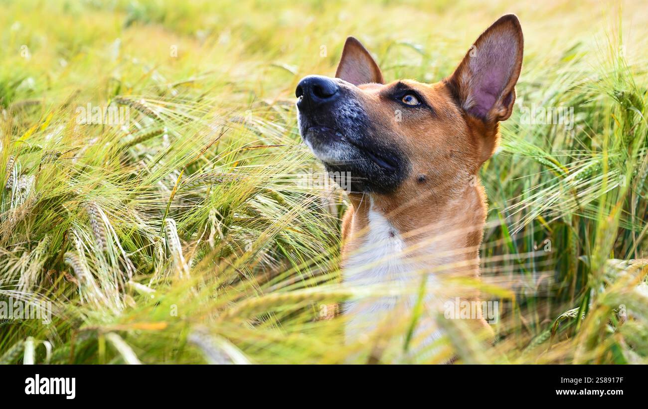 Dog Andaluz Podenco - Podengo andaluz - female canario doogy Podenco Stock Photo