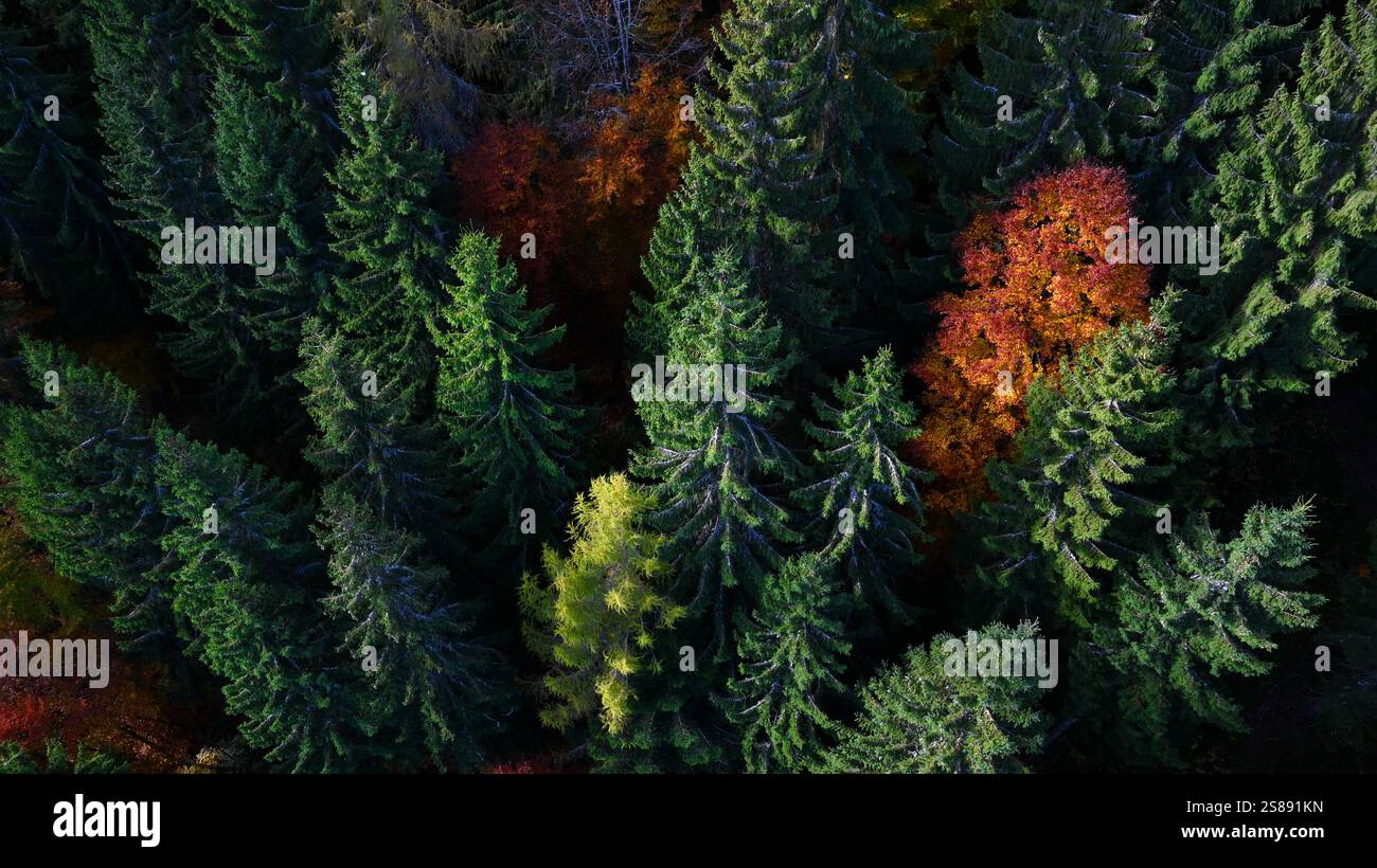 Aerial top view deciduous forest hi-res stock photography and images ...