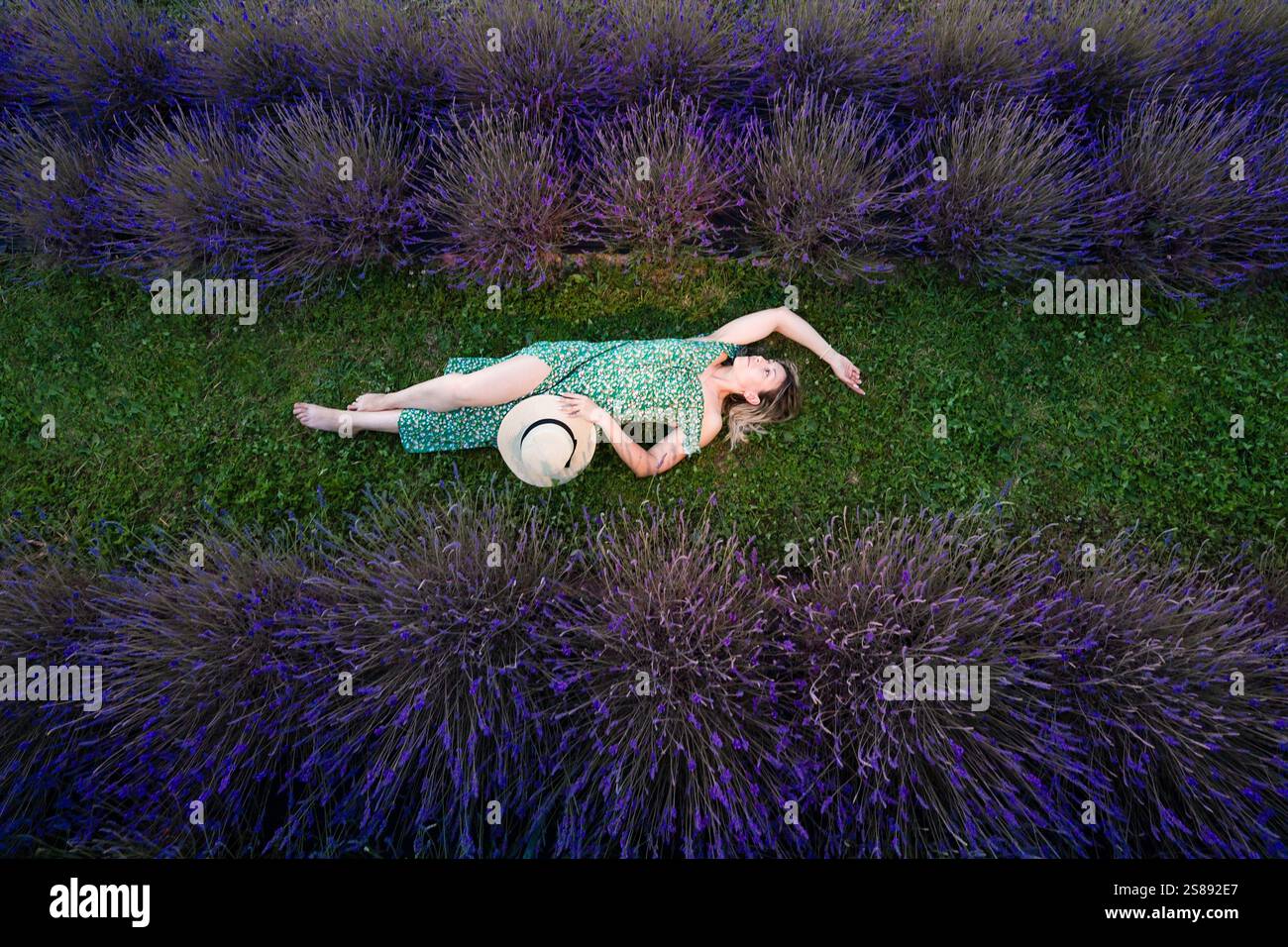 Womanly View An aerial view of a woman lying on grass amidst rows of vibrant purple ...