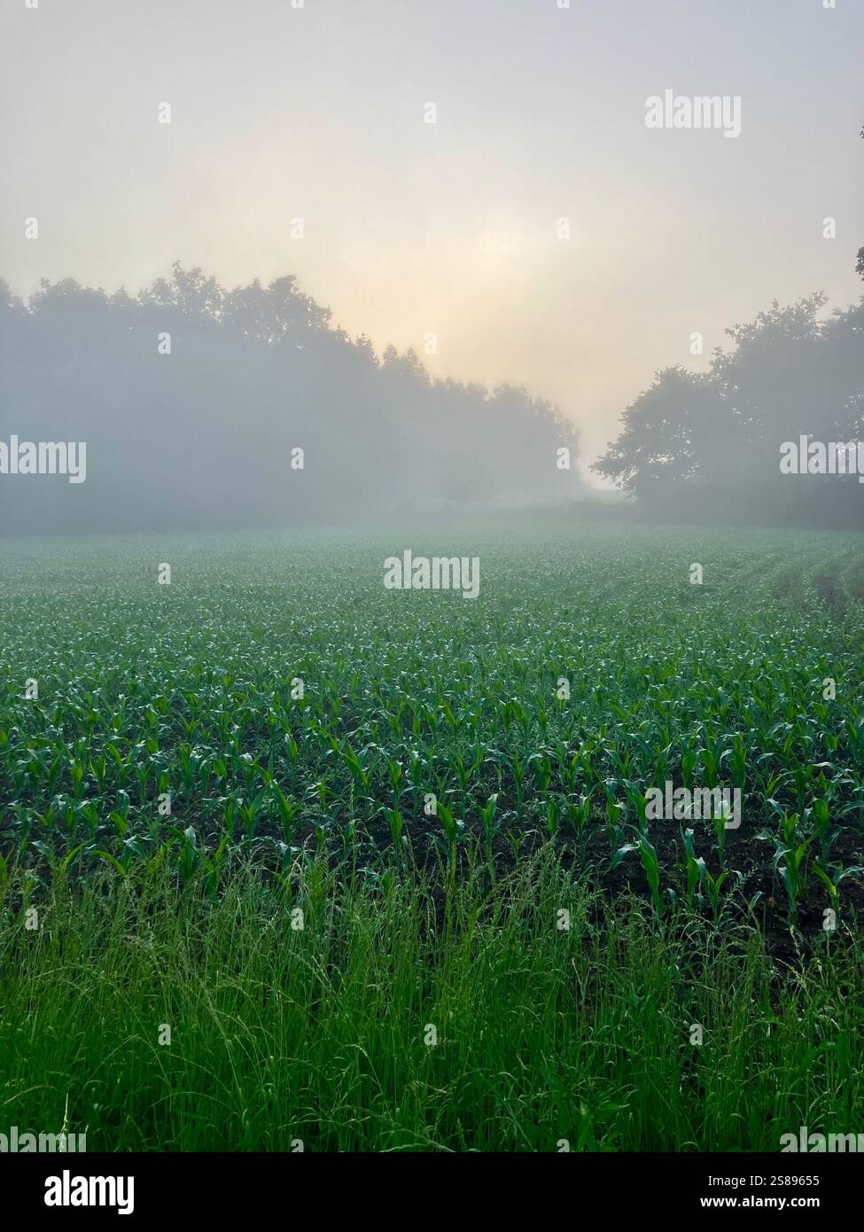 Early Morning Mist at Sunset Seen Across a Green Field with Trees - Smartphone Captured Stock Image
