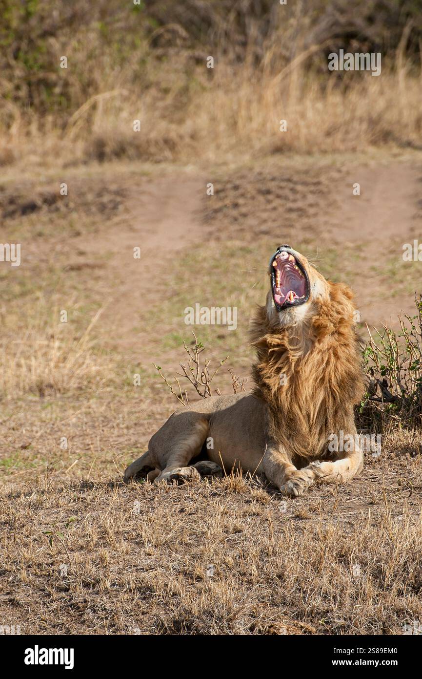 Male lion sitting up looking hi-res stock photography and images - Alamy