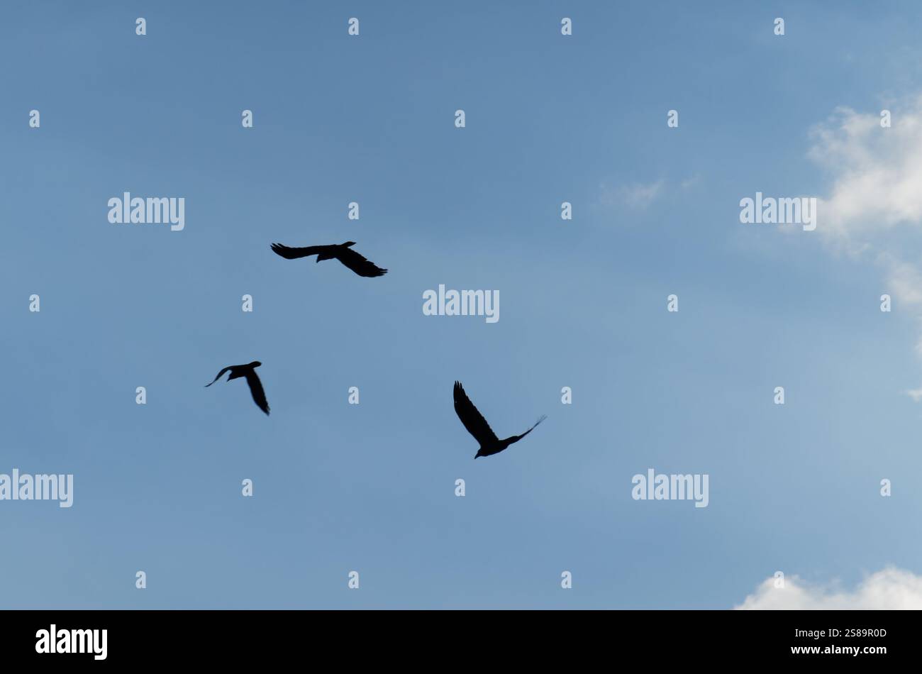 Three birds soar gracefully against a backdrop of a bright blue sky ...