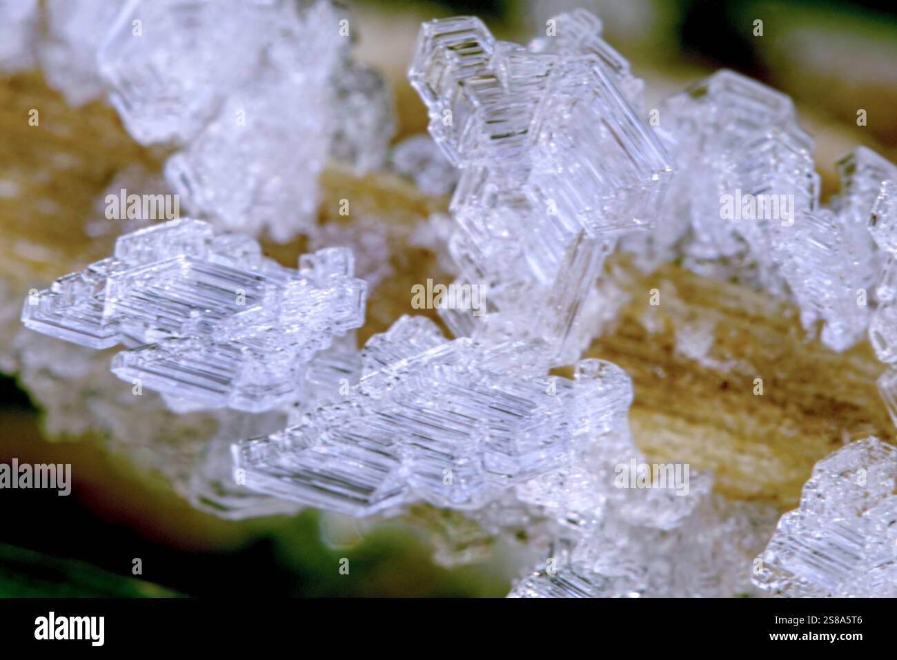 Ice Formation On Plant Stock Photo Alamy Ice formation on plant stock photo alamy